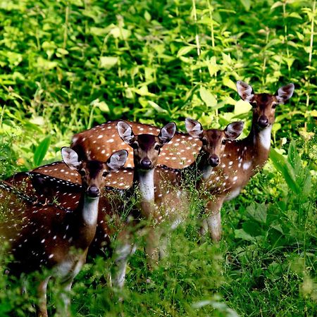Vayal Veedu - Luxury Farm Villas By The Woods Muthanga Buitenkant foto