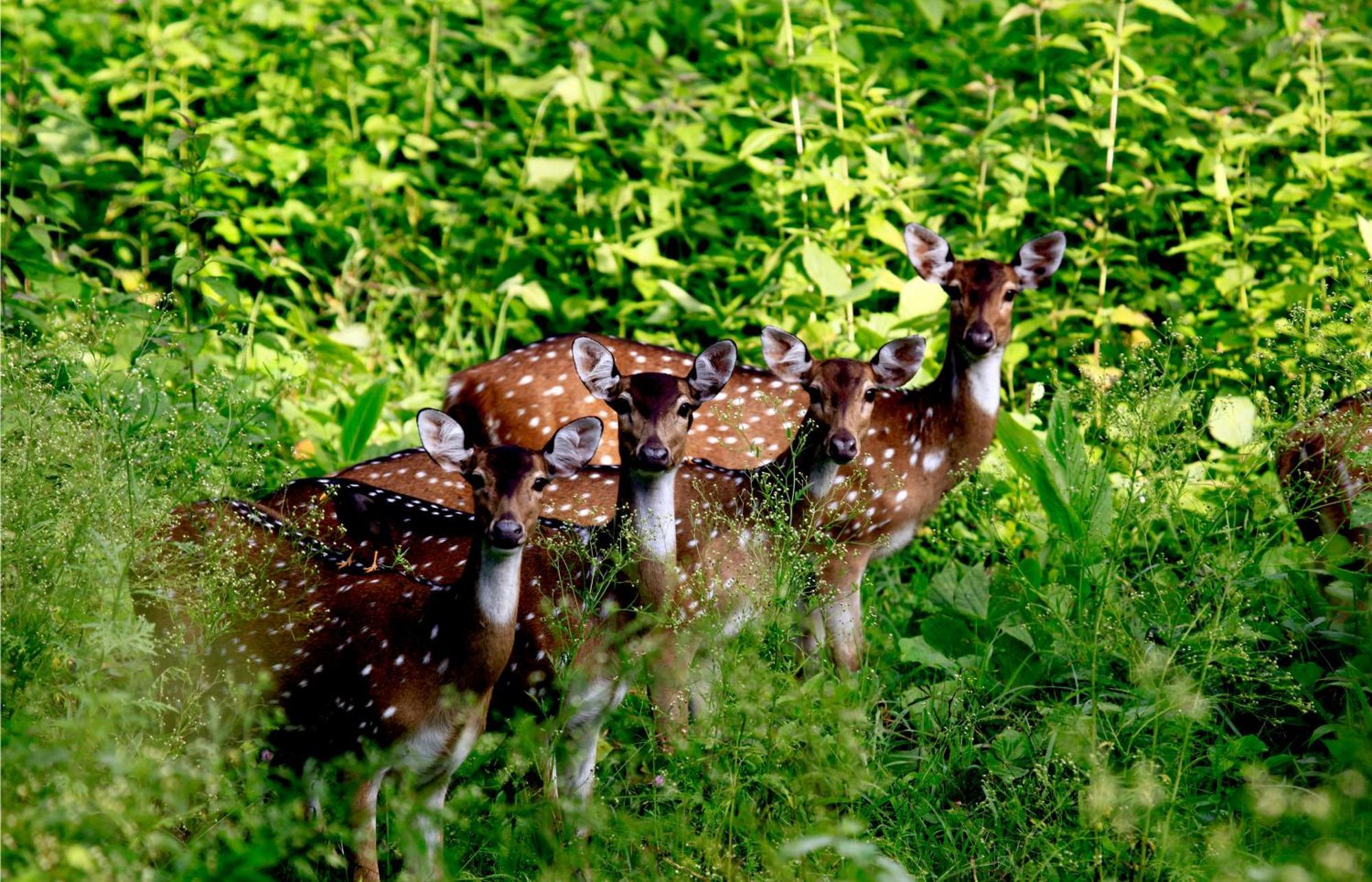 Vayal Veedu - Luxury Farm Villas By The Woods Muthanga Buitenkant foto